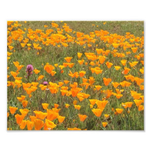 California Poppy Field Foto Afdruk