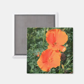 California Poppy Flowers Magnet Magneet (Voorkant / Achterkant)