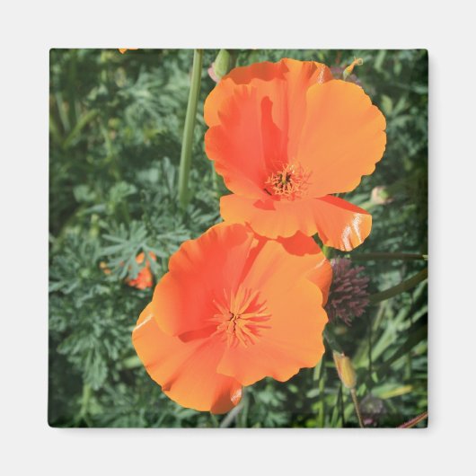 California Poppy Flowers Magnet Magneet (Voorkant)