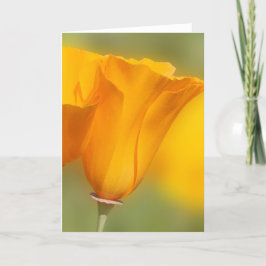 California Poppy Kaart