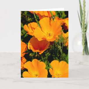 "California Poppy" Kaart