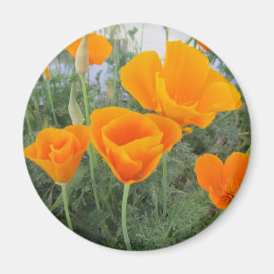 California Poppy Magneet
