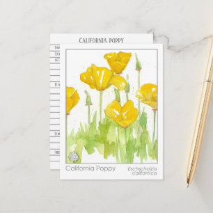 California Poppy Materia Medica Herbal Study Kaart