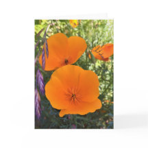 California Poppy Photo-Wenskaart