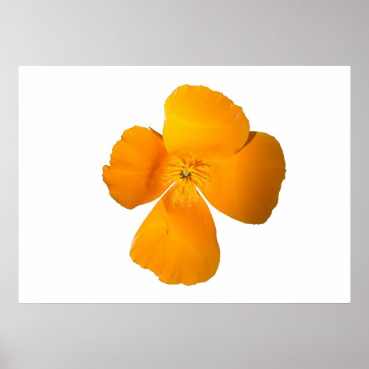 California Poppy Poster (Devant)