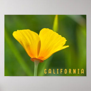 California Poppy Poster