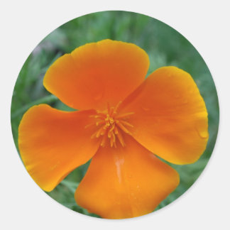 California Poppy Ronde Sticker