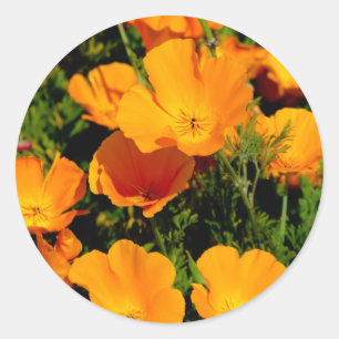 "California Poppy" Ronde Sticker