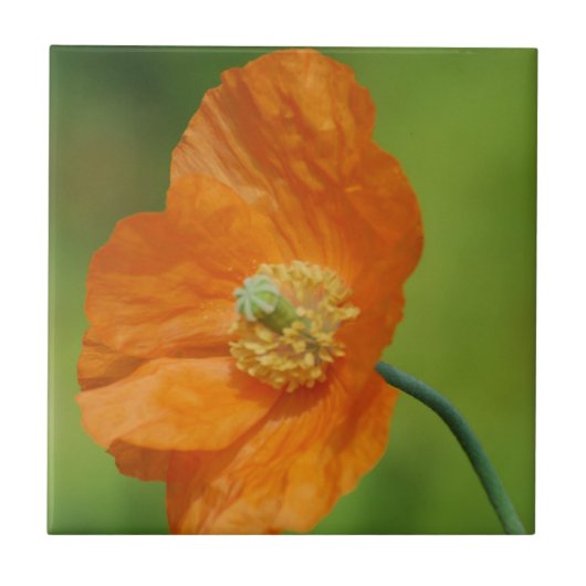 California Poppy Tegeltje (Voorkant)
