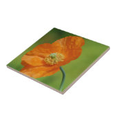 California Poppy Tegeltje (Zijkant)