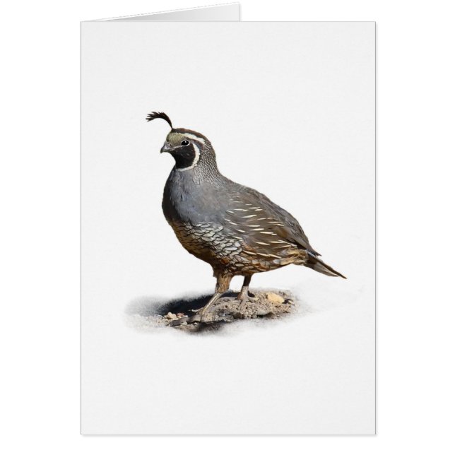 CALIFORNIA QUAIL (Voorkant)