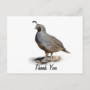 CALIFORNIA QUAIL - BEDANKT BRIEFKAART