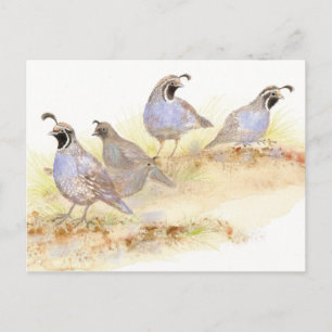 California Quail, Birds, Natuur, Wildlife, Briefkaart