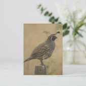 California Quail Briefkaart (Staand voorkant)