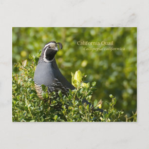 California Quail Briefkaart