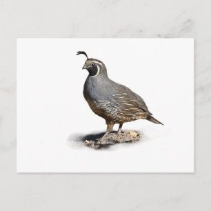 CALIFORNIA QUAIL BRIEFKAART