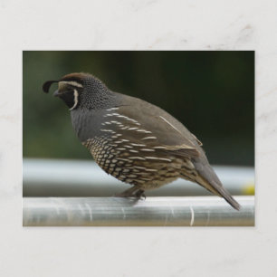 California Quail Briefkaart
