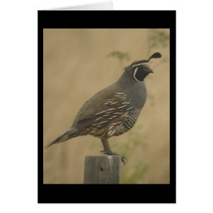 California Quail Card