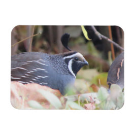 California Quail Profile Magnet Magneet