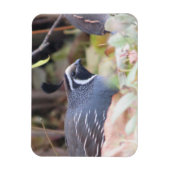 California Quail Profile Magnet Magneet (Verticaal)