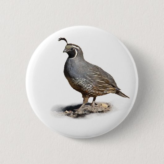 CALIFORNIA QUAIL RONDE BUTTON 5,7 CM (Voorkant)