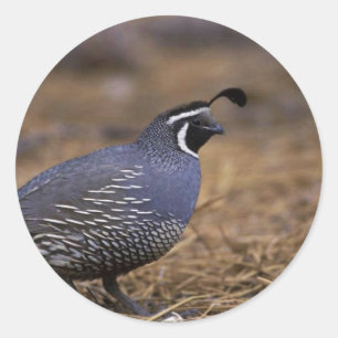California Quail Ronde Sticker