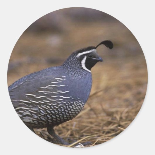 California Quail Ronde Sticker (Voorkant)