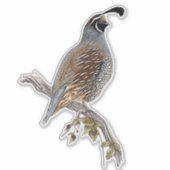 California quail sticker (Voorkant)