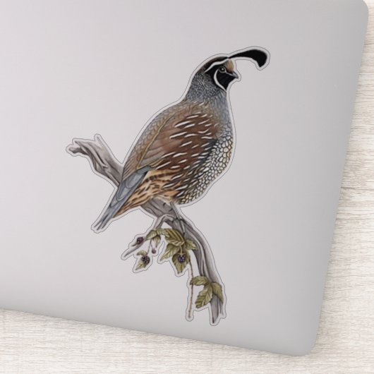 California quail sticker (Detail)