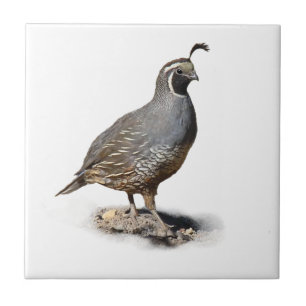 CALIFORNIA QUAIL TEGELTJE