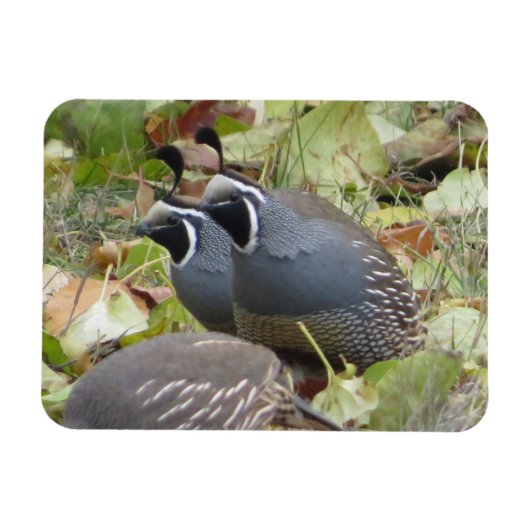 California Quail Twins Magnet Magneet (Horizontaal)