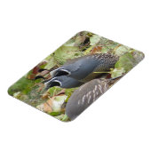 California Quail Twins Magnet Magneet (Linkerzijde)