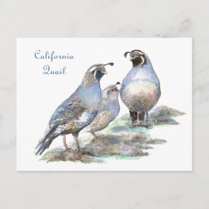 California Quail, Vogel, Natuur, Wildlife Briefkaart