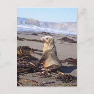 California Red Seal Briefkaart