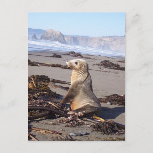 California Red Seal Briefkaart (Voorkant)