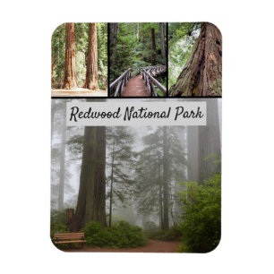 California Redwood National Park Sequoia Trees Magneet