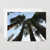 California Redwood Tree Briefkaart (Voorkant / Achterkant)