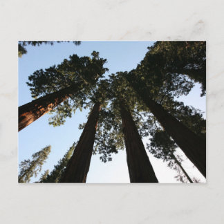 California Redwood Tree Briefkaart