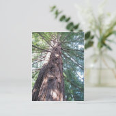 California Redwood Upshot Briefkaart (Staand voorkant)