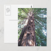 California Redwood Upshot Briefkaart (Voorkant / Achterkant)