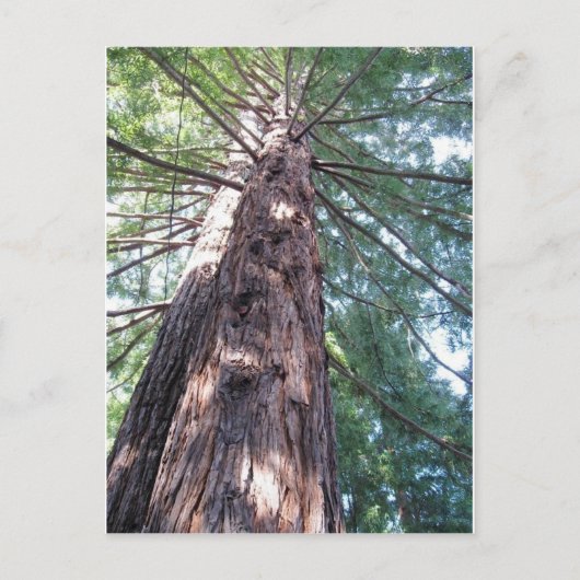 California Redwood Upshot Briefkaart (Voorkant)