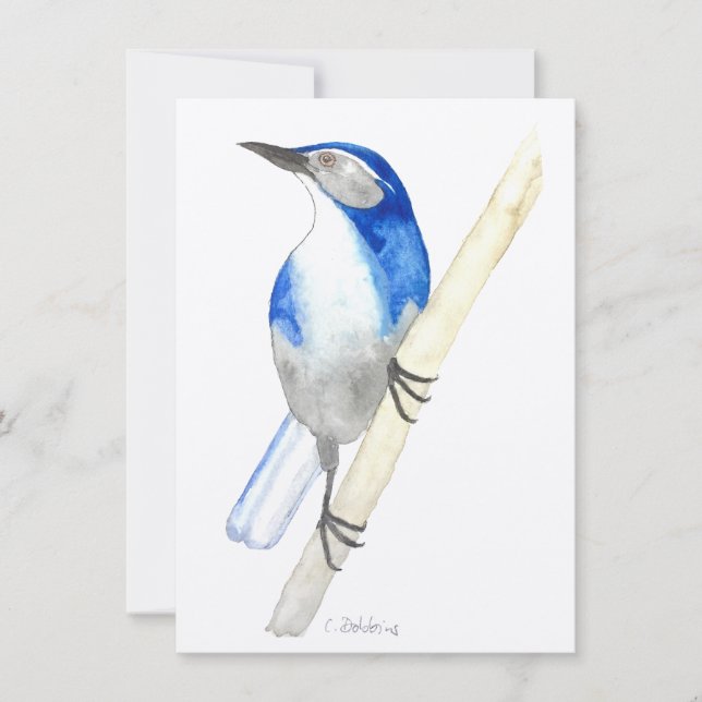 California Scrub Jay (Voorkant)
