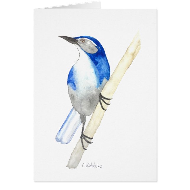 California Scrub Jay (Devant)