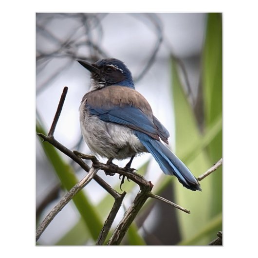 California Scrub Jay Foto Afdruk (Voorkant)
