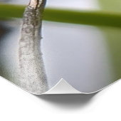 California Scrub Jay Foto Afdruk (Hoek)