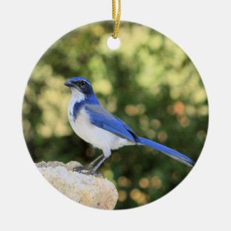California Scrub Jay Keramisch Ornament