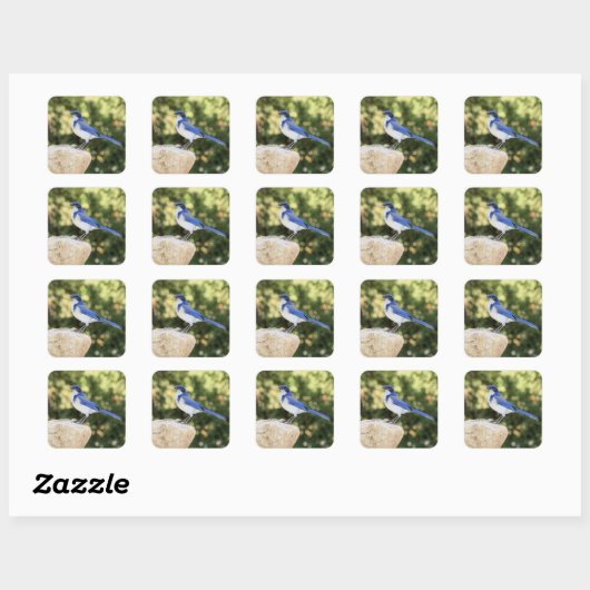 California Scrub Jay - Sticker (Feuille)