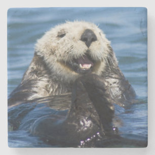 California Sea Otter Enhydra lutris grooms Stenen Onderzetter