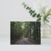 California Seasons - Redwoods Road - Carte postale (Debout devant)