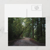 California Seasons - Redwoods Road - Carte postale (Devant / Derrière)